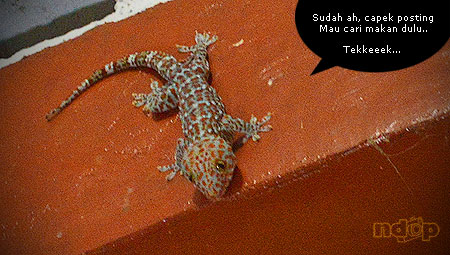 Tokek
