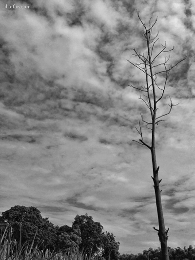 Pohon Kering