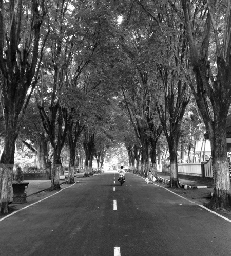 pepohonan depan SMP 1 Nganjuk