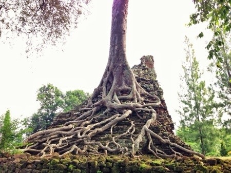 Akar Pohon Candi Lor
