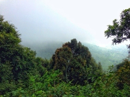 Pemandangan di gunung wilis