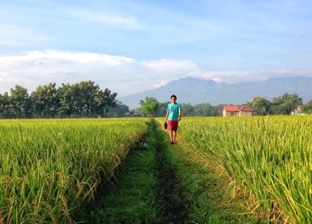 Sawah dan Ndop