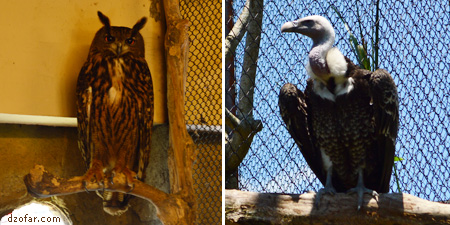 Burung hantu dan Pemakan daging