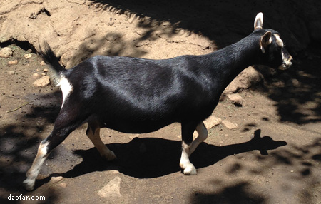 Kambing Kerdil