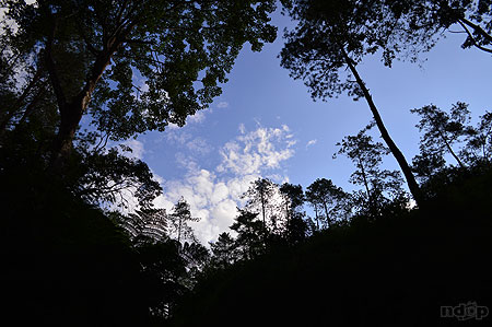 Langit Roro Kuning