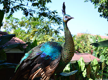 Merak di Batu Secret Zoo