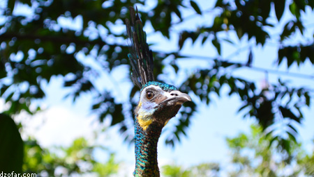 Merak di Batu Secret Zoo 