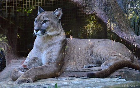 Kakak Puma yang Cantik