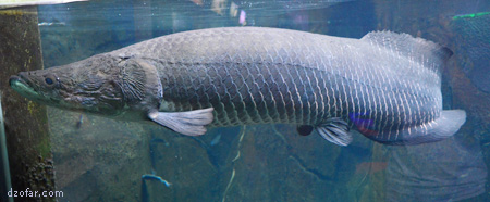 Ikan Arapaima