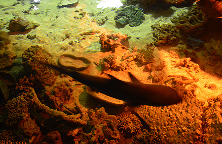Hiu di Fish park