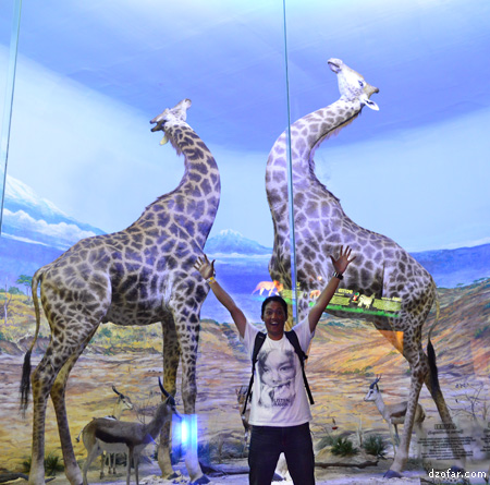 Jerapah di Museum Satwa