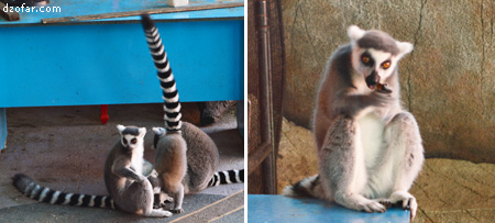 Kera di Batu Secret Zoo