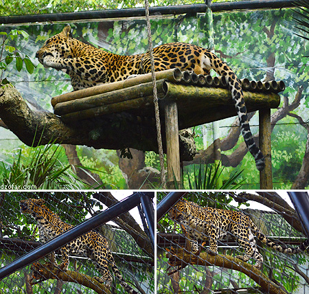 Macan Tutul Batu Secret Zoo