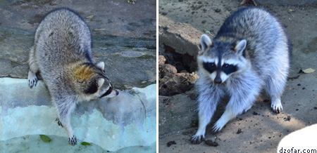Racoon Batu Secret Zoo