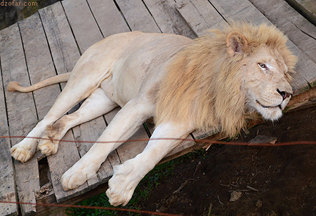 Singa Batu Secet Zoo