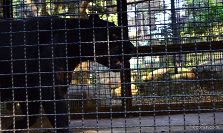 Jaguar di Batu Secret Zoo