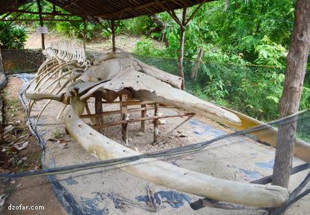 Ikan Joko Tuwo 