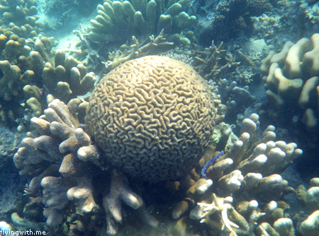 Terumbu Karang Karimun Jawa 4