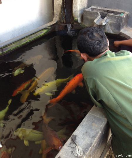 Koi