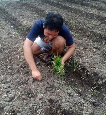 Rumput di sawah