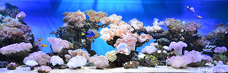 Akuarium Batu Secret Zoo