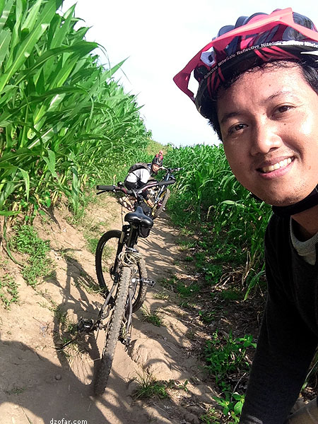 Sawah jagung