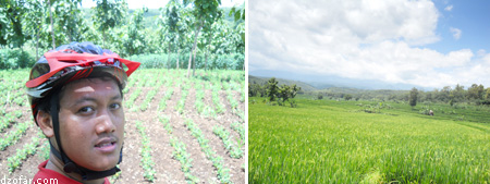 View kiri sawah, kanan pegunungan