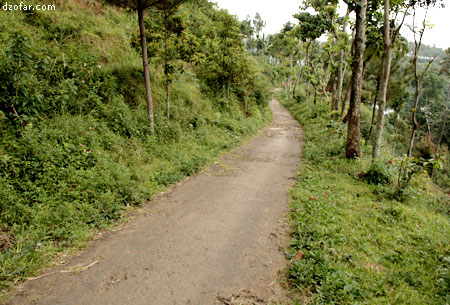 Lebar jalan singokromo