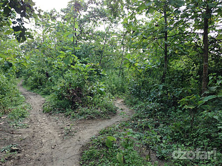 Cabang galau