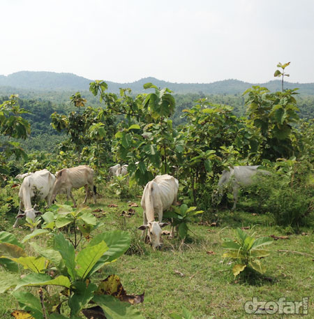 Sapi bebas