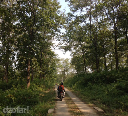 Hutan Jati 