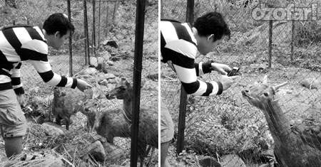Rusa Ndop