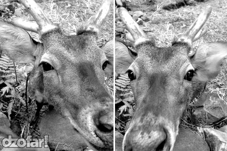 Rusa Selfie