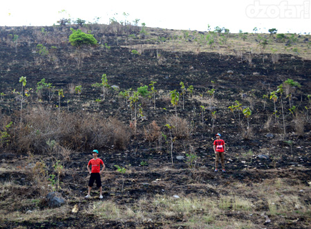 Hamparan rumput kering habis dibakar