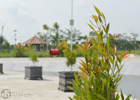 Tanaman di pot