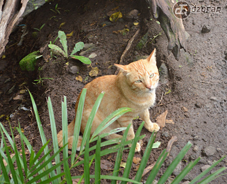 Kucing Selomangleng