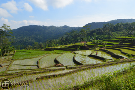 Pemandangan Sawah Dermaji