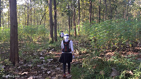 hutan jati