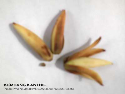 jenenge ae wis kanthil, yo ben kanthil maksude..